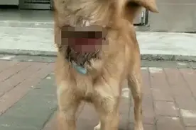 贵阳一小区发现疑遭割喉的流浪狗，多位市民出手相救……图片