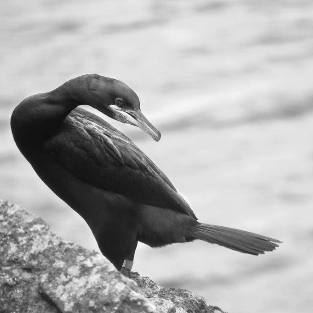 海鸟的哭泣：当科学开始了解海鸟时，它们正在不断死去