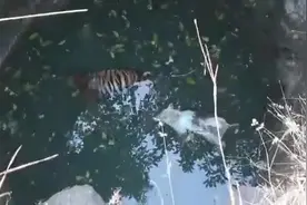 印度废弃井里发现老虎和野猪尸体 疑似捕猎时掉入图片