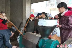 广西巴马：油茶飘香 群众增收稳脱贫图片