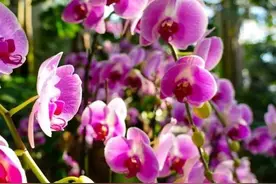 蝴蝶兰在家中要怎么养（上）图片