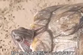 乌龟四肢冻僵，主人架锅炖汤时突然苏醒图片