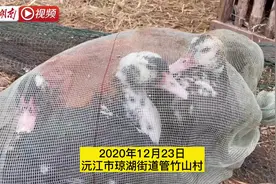 洞庭湖最后的洲岛渔民图片