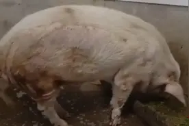 相当于人类100岁的猪坚强活不过这个春节？不！它应该还有一年半载图片