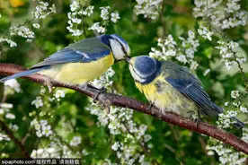 德国：小鸟飞舞花间雪地 灵动模样惹人喜爱图片