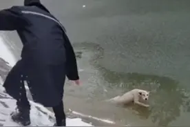 流浪狗卡在冰窟窿里，路过保安大叔和同伴手拉手救狗：不能不管图片