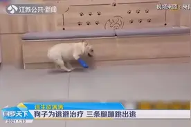 太蠢萌！狗子为逃避治疗，三条腿蹦跳奋力出逃，逃生欲满满视频封面
