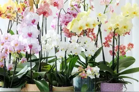 家中蝴蝶兰怎么养？（下）图片