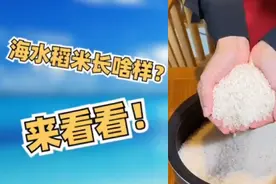 椰视频 | 海水稻米长啥样？到底啥味道？来跟记者瞧一瞧→图片