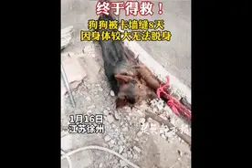 狗狗卡在墙缝8天，瘦成皮包骨才被救出，目前还无法站立视频封面