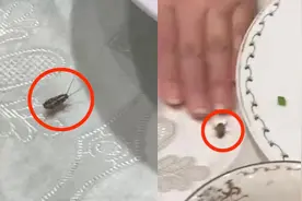 酒店回应蟑螂上桌被经理徒手捏死：千元菜品折至七百作为赔偿视频封面