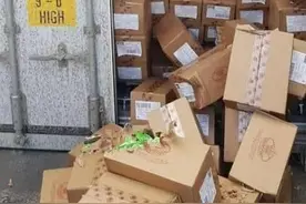 乌克兰小猫被困集装箱3周 靠偷吃糖果撑到以色列图片