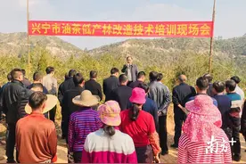 助力油茶高产丰收！梅州兴宁举行油茶低产林改造技术培训现场会图片