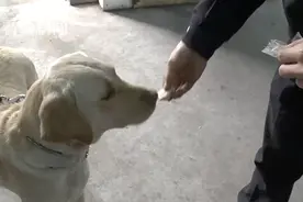 拉布拉多闯进派出所“报警”结果赖着不走了图片