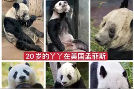 旅美大熊猫瘦骨嶙峋，官方回应图片