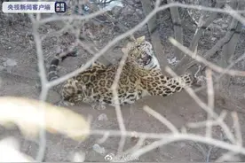 山西警方成功解救受伤金钱豹图片