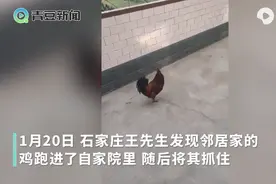 疫情期间公鸡飞进隔壁院被炖！鸡主人：不用给钱，疫情结束请吃饭图片