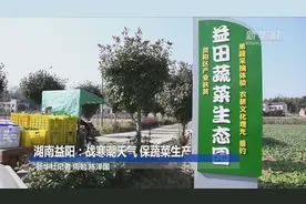 湖南益阳：战寒潮天气 保蔬菜生产