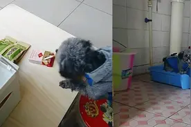 家中香烟频丢，狗狗竟叼着上厕所，男子偷拍到画面难以置信图片