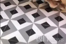 两只残疾狗狗“天残地缺”只有四条腿，网友：身残志坚快乐犬图片