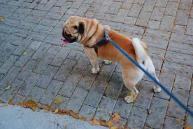 铲屎官注意！5月1日起新动物防疫法正式施行，还没办“狗证”的抓紧了图片