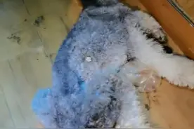 男子疑似领养狗狗弃养在出租屋内死亡 最新进展：男子发声道歉图片