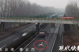 高速上货车掉下一头猪，路过司机倒车捡猪图片