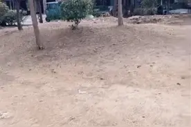 江苏宿迁一女子在树上上吊自杀，物业事后将树砍断图片