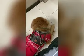 导盲犬不戴口罩不让进地铁？你怎么看视频封面