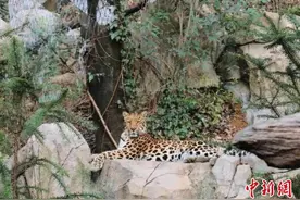 南京的这座动物园：让全城人连夜赶着认养“宝宝”图片