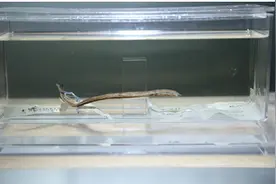 “血盆大口”七鳃鳗 3.6亿年前就存在的”吸血鬼鱼”图片