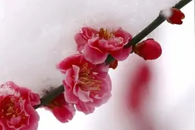 踏雪寻梅，迎新春图片