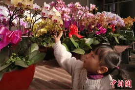 内蒙古“60后”大叔扮“护花使者”：塞北农村育“花花世界”图片