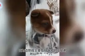 后续来啦！边防战士巡逻路上捡到小奶狗“十八”，已在军营安家图片