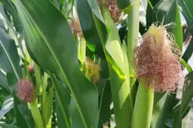 破解种业难题③丨玉米：没有“卡脖子”风险 还可输出品种与技术图片