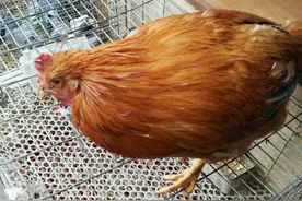 肉质鲜嫩、肥厚，价跌1-2元/斤，销量同比增3成，年菜草阉鸡开始热买了图片