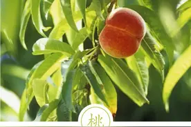 聆听汉字之美：《花草字传》，了解“桃”图片