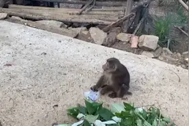 70秒丨猴子进村扰民 竟是国家一级保护动物视频封面