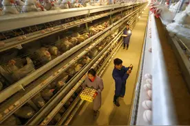 鸡蛋价格连续回落 预计春节期间价格总体平稳图片