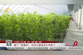 扶贫大棚里就业,潍坊村民边学技术边赚钱,收益28万贫困户喜获分红视频封面