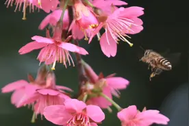 春天花事视频封面