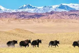 四川：群牛踏雪奔腾迎牛年图片