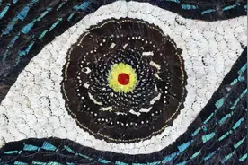 数百上千只蝴蝶制作成画有多美？2月14日起，去看世界蝴蝶艺术精品展图片