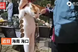 流浪猫偷吃客人烤串：嘴里叼“手”里拿，被抓现场曝光路人笑翻图片