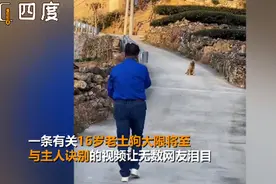 16岁土狗大限将至与主人诀别，三步一回头让无数网友泪目图片