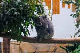 红山动物园“出圈”：我们如何善待一个好的动物园？图片