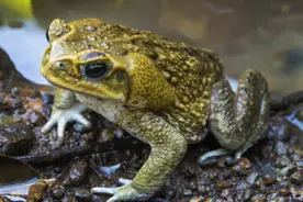 误把满肚子卵的蟾蜍当石蛙煮食，衢州一老太中毒身亡图片