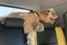 狗狗醉氧一路睡6个小时，主人：它第一次离开西藏