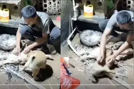 狗子围观主人杀鸭，突然被主人一波操作吓尿！网友：看热闹有风险图片