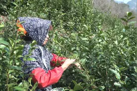 牛年话牛｜浙江这种牛产的奶曾享誉全球，它叫“温州水牛”，已经越来越少图片